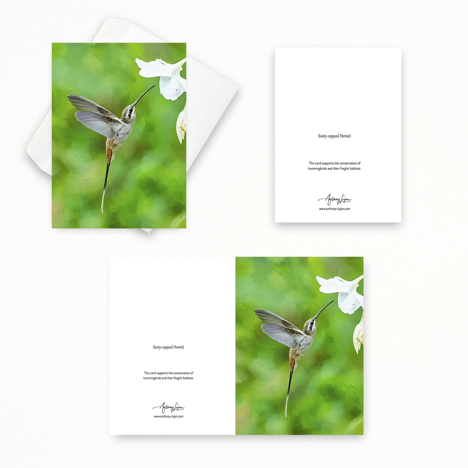 Sooty-capped Hermit 02.jpg