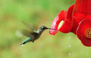 Keep Your Hummingbird Feeder Leak-Free: Practical Solutions — Anthony Lujan
