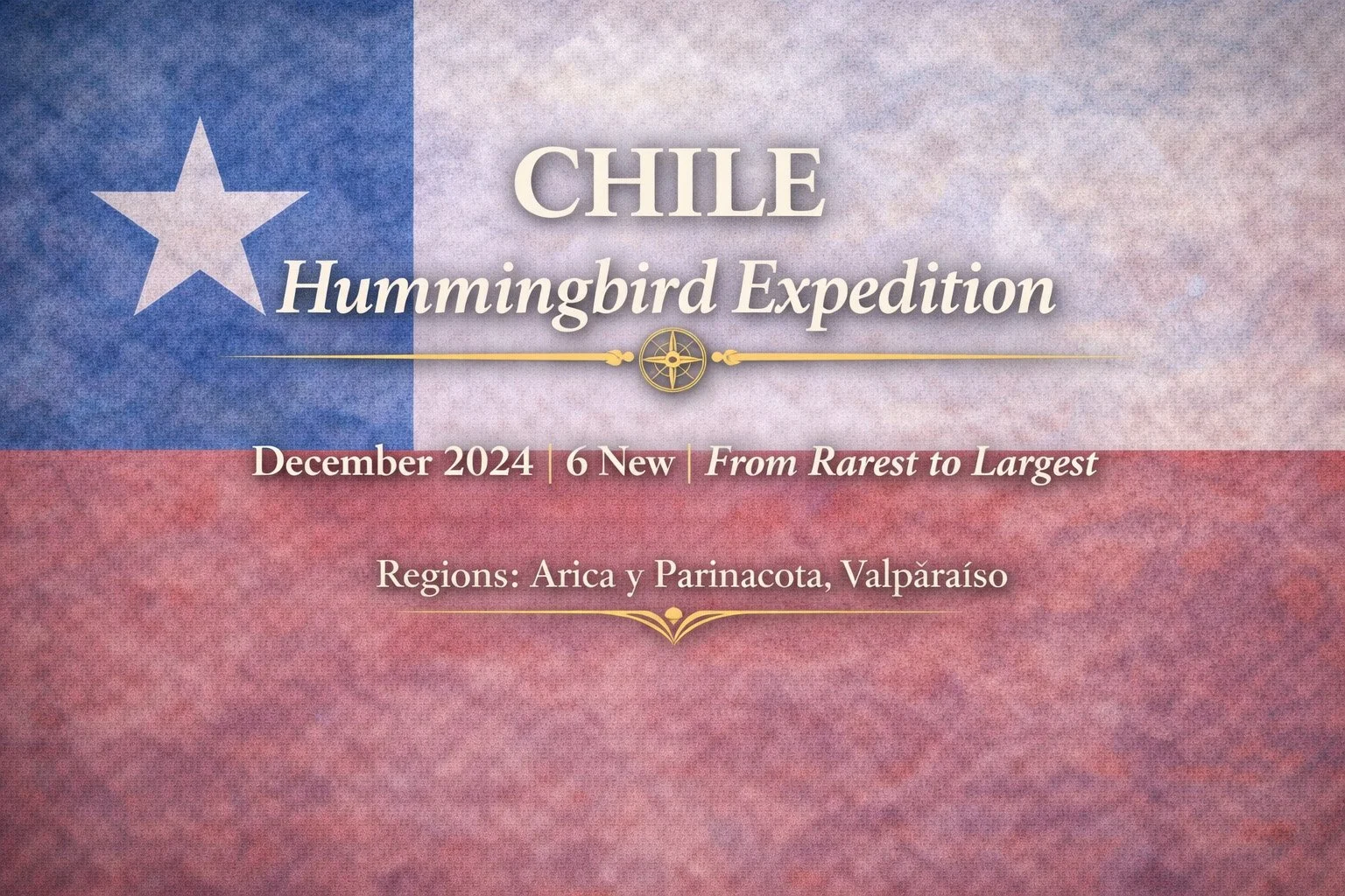 Chile Hummingbird Expedition | December 2024