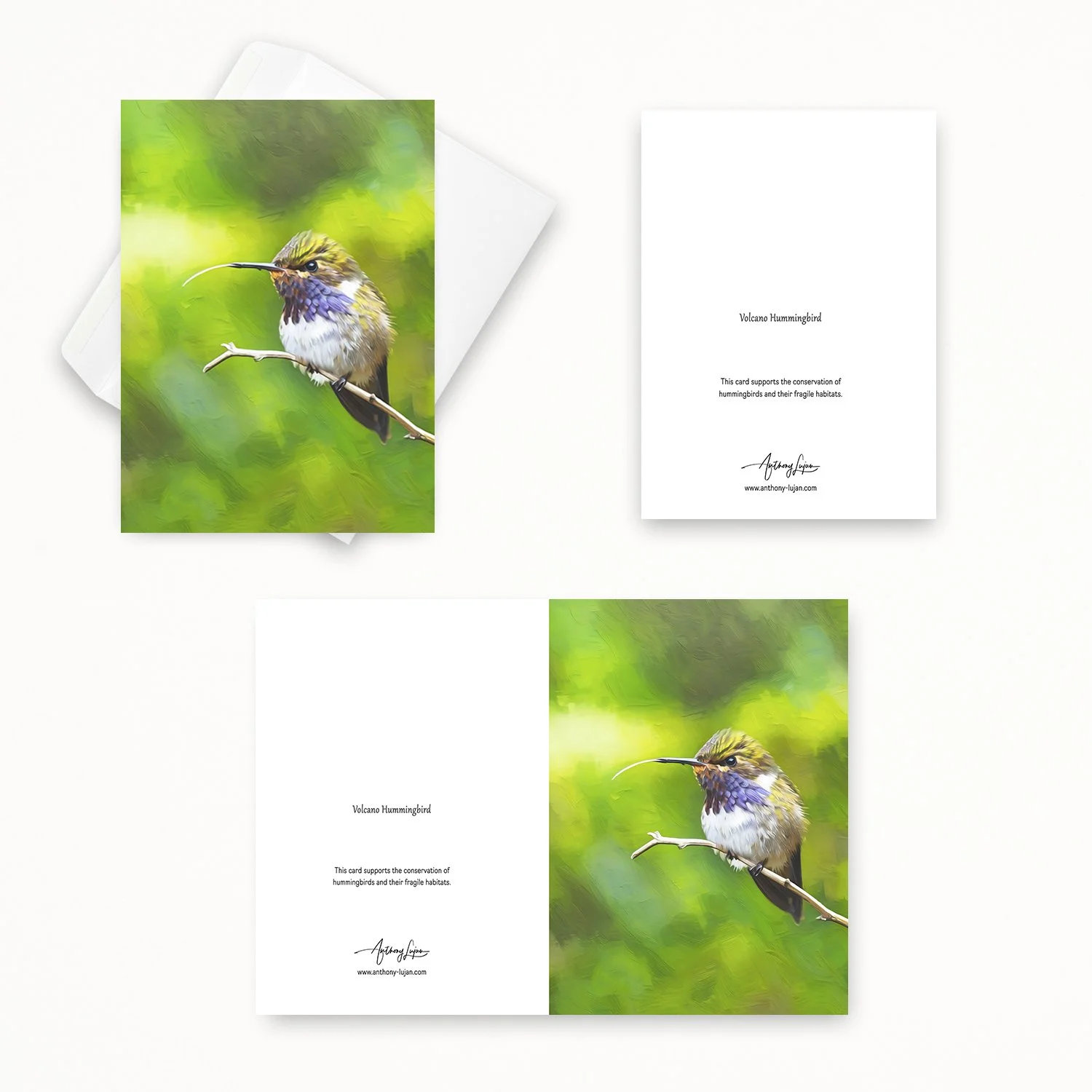 Volcano Hummingbird 32.jpg