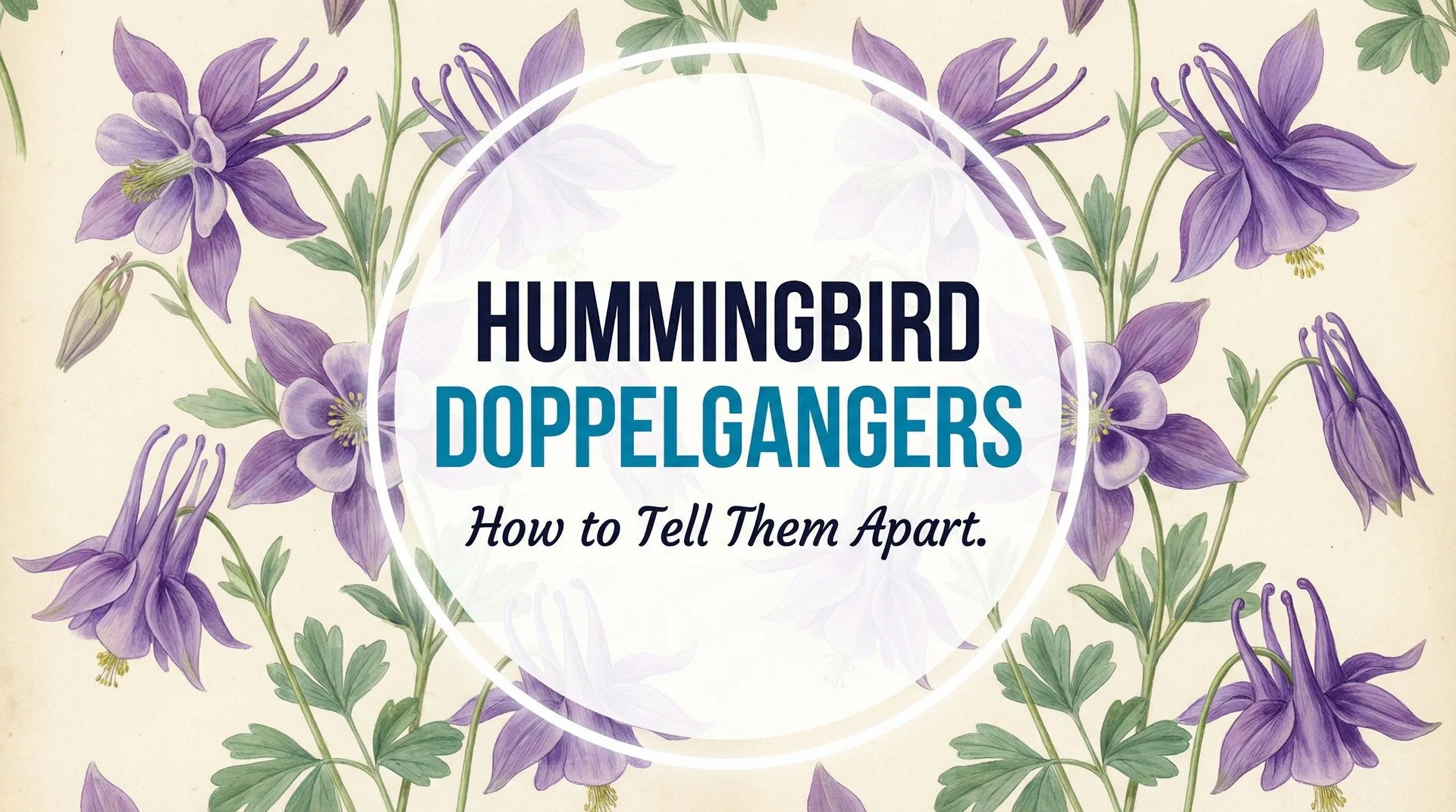 Hummingbird Doppelgangers: How to Tell Them Apart