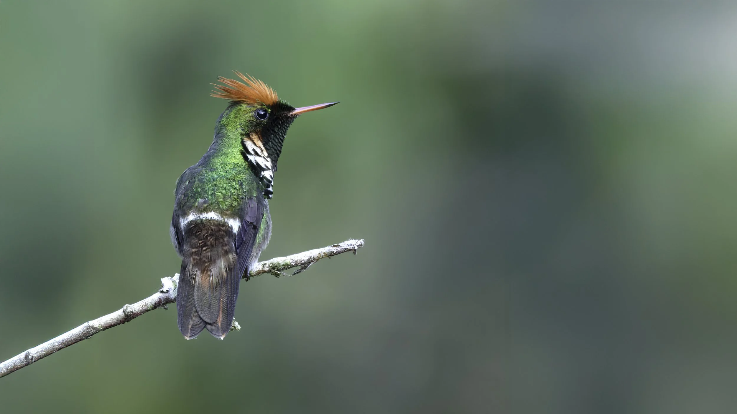A colorful hummingbird perched on a thin branch against a blurred green background.