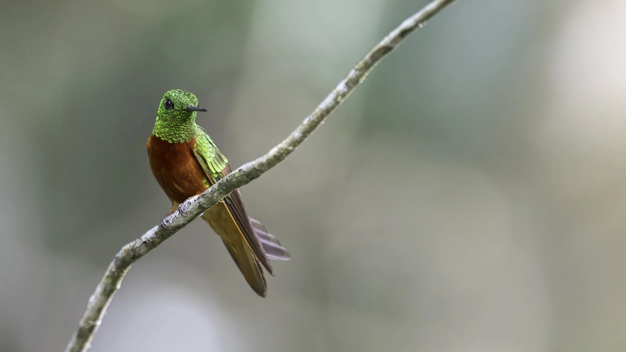 A colorful hummingbird with green head and body, reddish-brown chest and wings, perched on a thin, slightly curved branch.