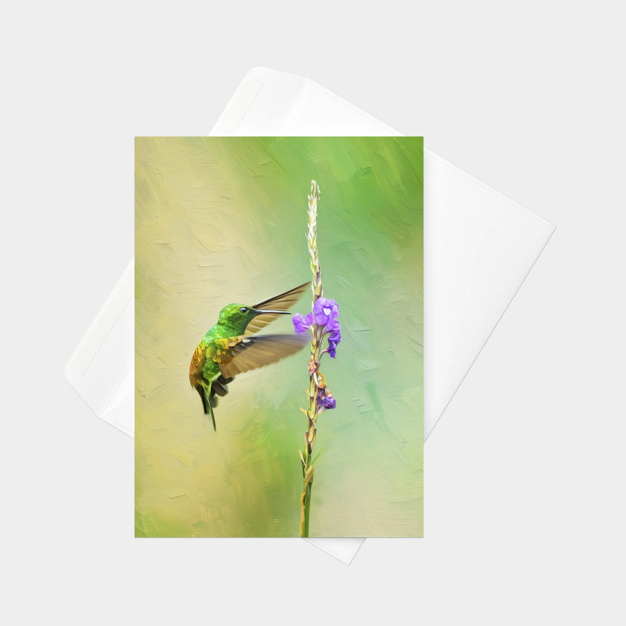 Snowy-bellied Hummingbird 01.jpg