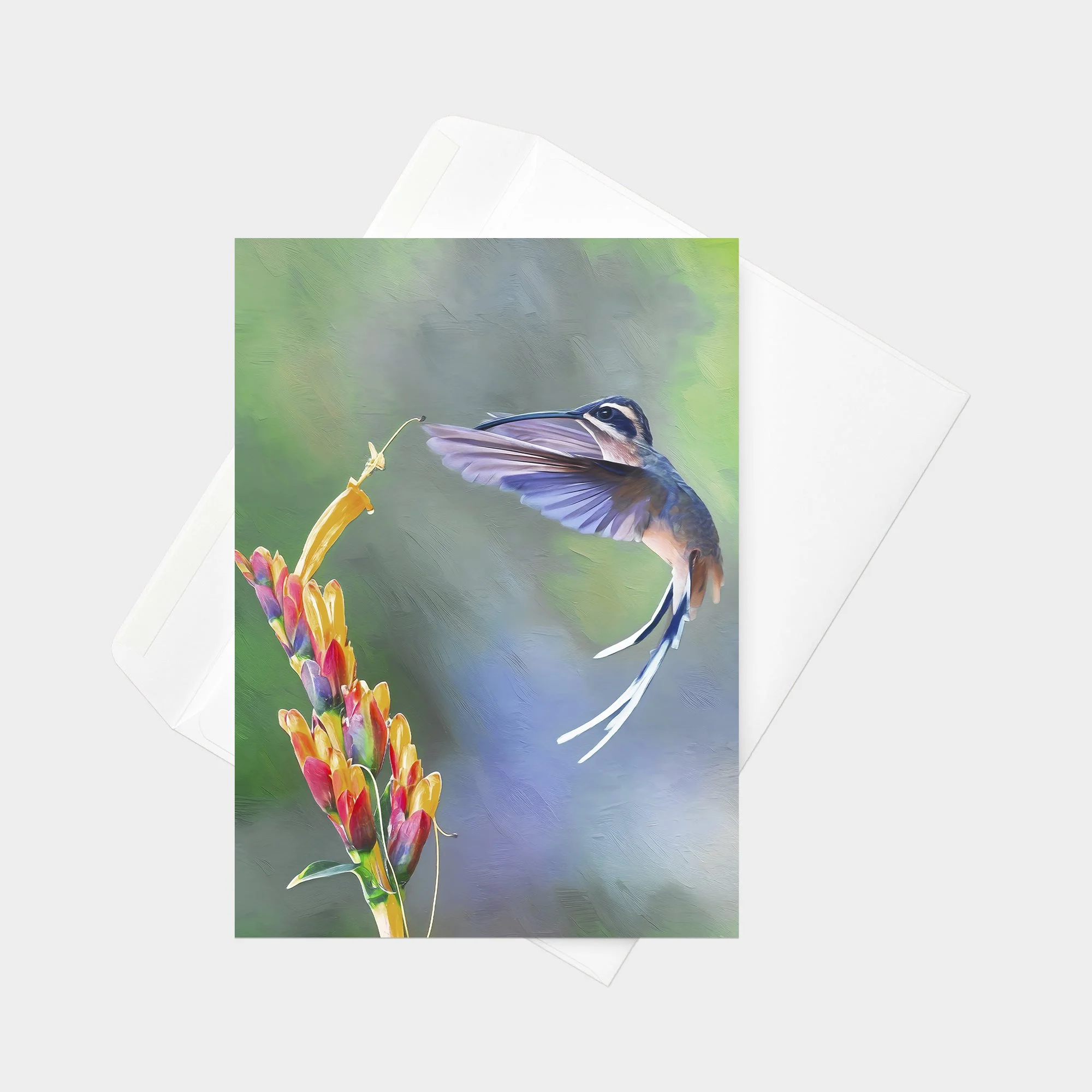 Planalto Hermit 21.jpg