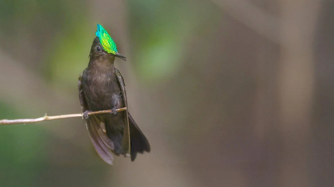A small bird with brown feathers sitting on a thin branch, wearing an iridescent bright green and blue mohawk-like crest.
