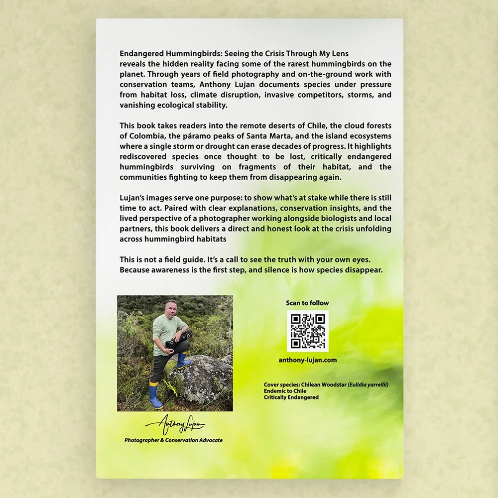 Endangered Hummingbirds-  SQ website 03.jpg