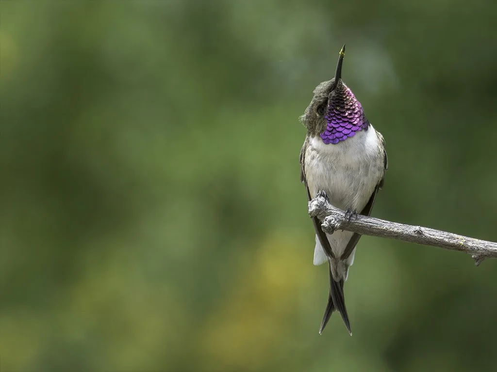 A hummingbird perched on a thin branch with its beak pointed upward. The bird has iridescent purple and pink feathers on its throat, a grayish body, and a blurred green background.