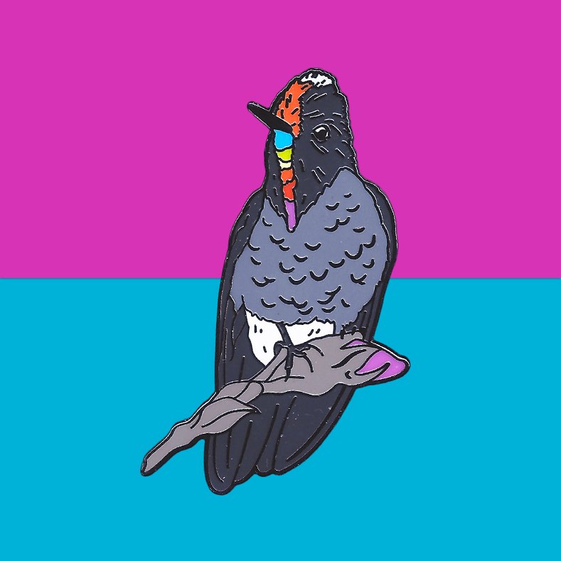 Rainbow-bearded Thornbill color background.jpg