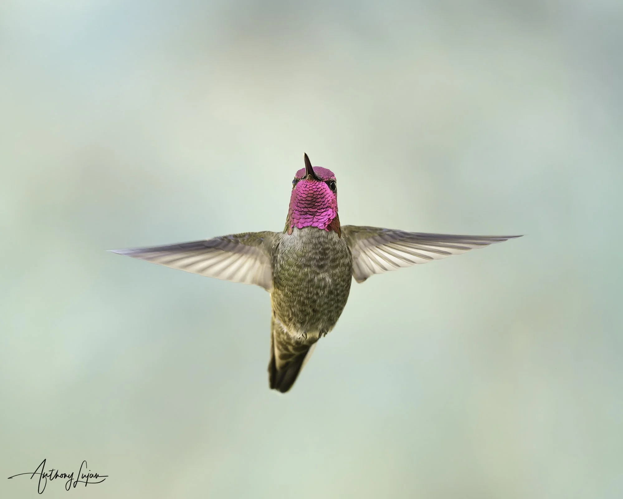 How Anna’s Hummingbirds Stay Stable in Sudden Wind Gusts