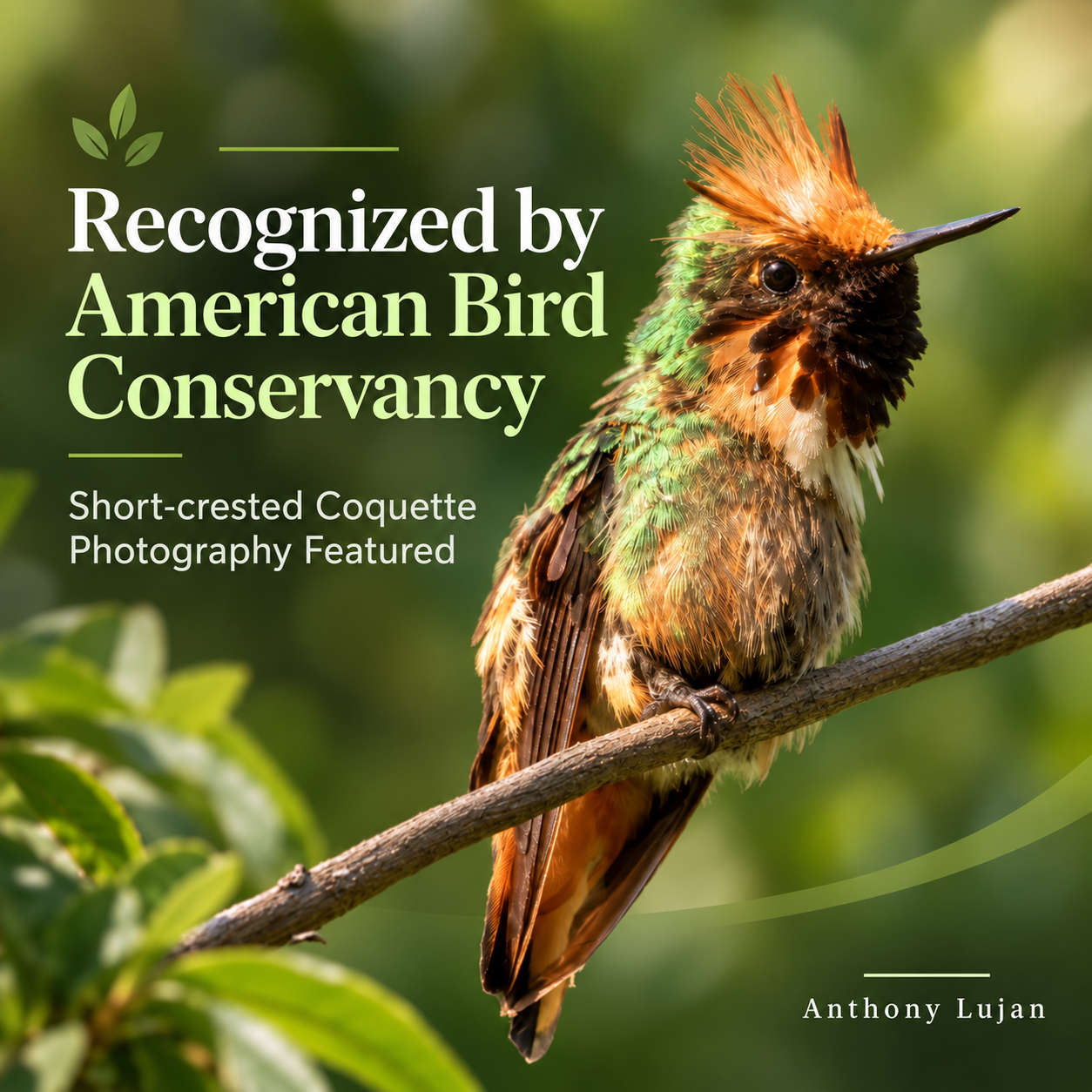 Anthony Lujan’s Short-crested Coquette Photography Featured by American Bird Conservancy