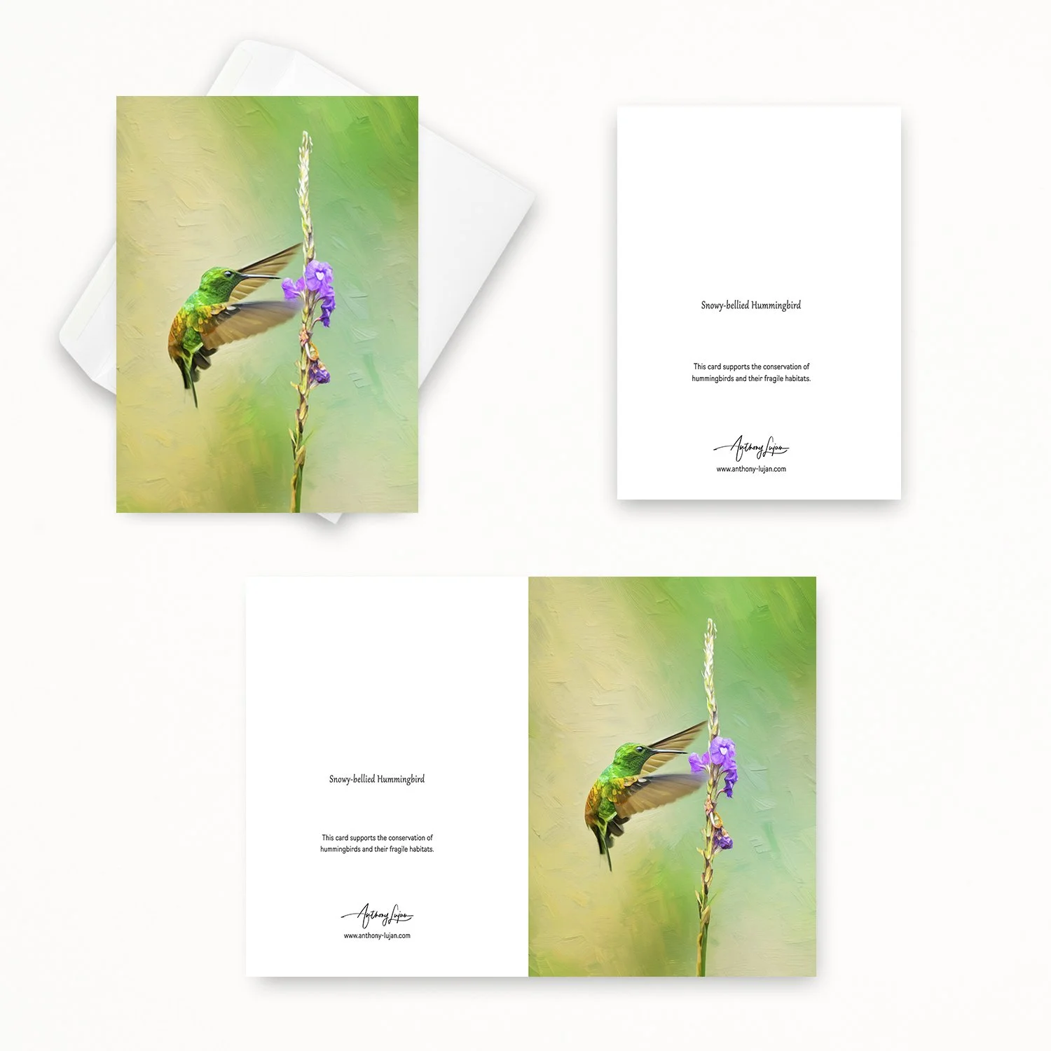 Snowy-bellied Hummingbird 02.jpg