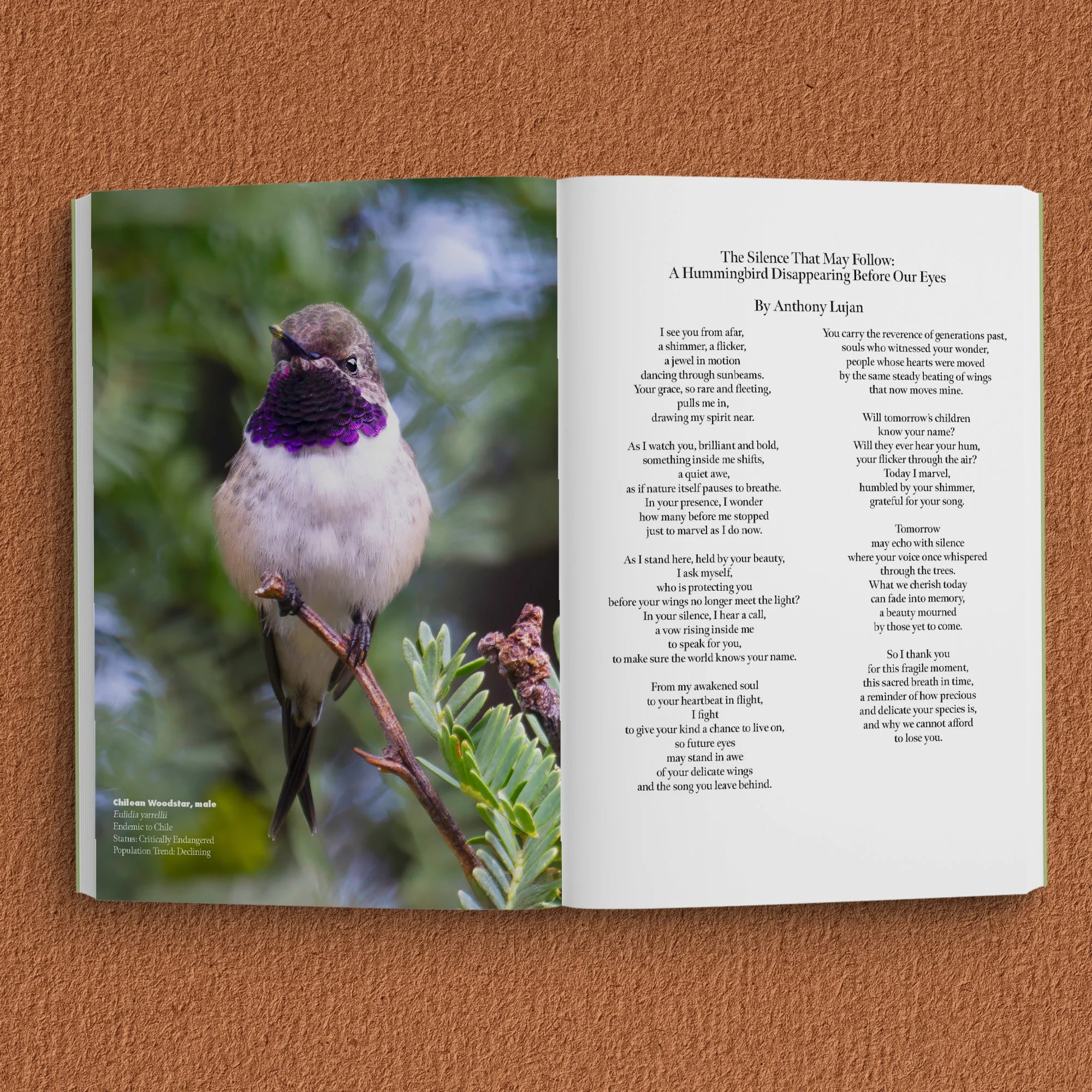 Endangered Hummingbirds-  SQ inside 02.jpg