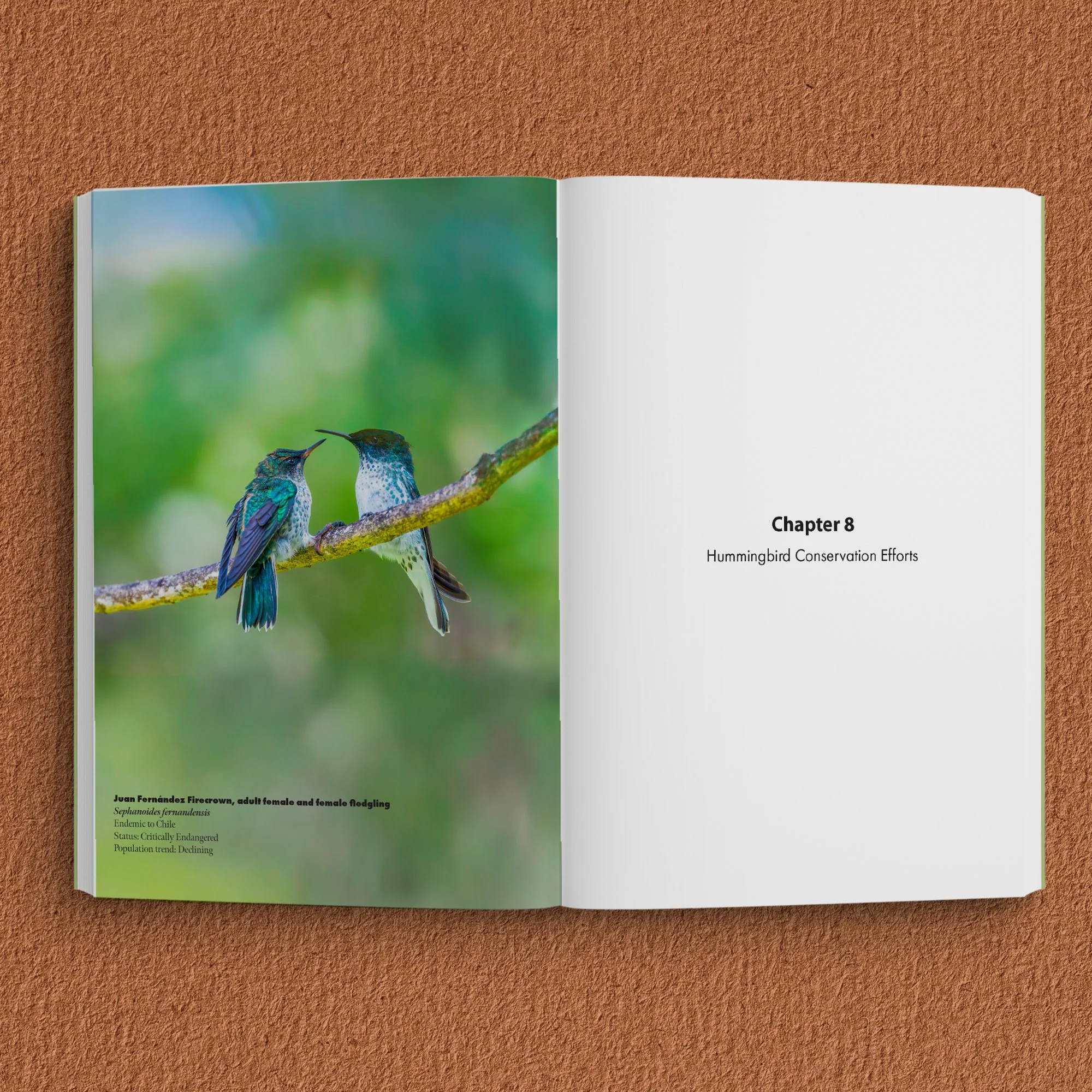 Endangered Hummingbirds-  SQ inside 05.jpg
