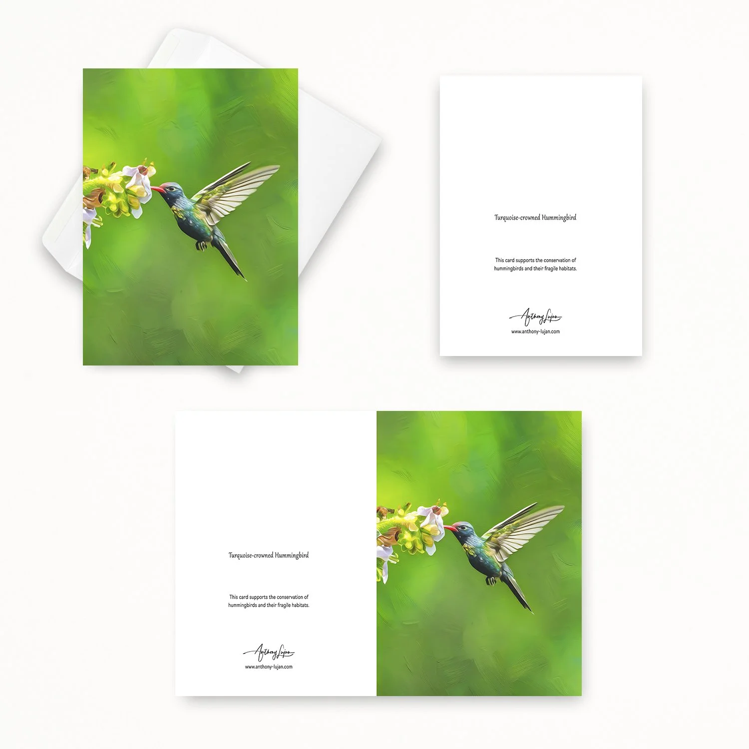 Turquoise-crowned Hummingbird 02.jpg