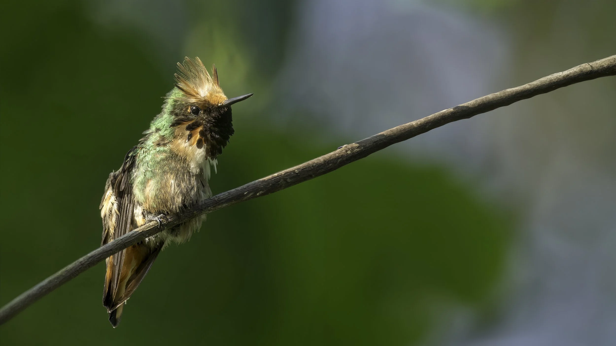 A colorful bird with a prominent crest perched on a thin branch against a blurred green background.
