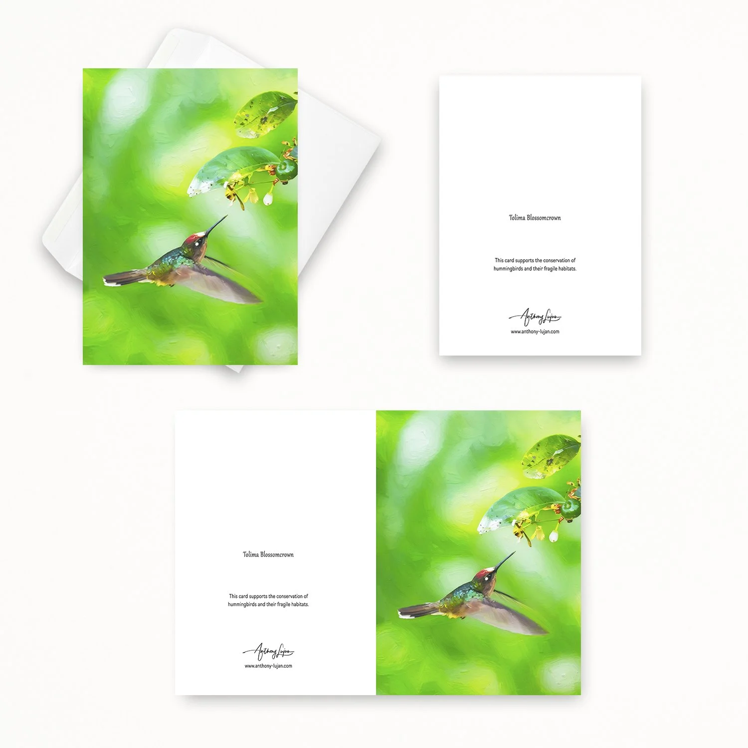 Tolima Blossomcrown 02.jpg