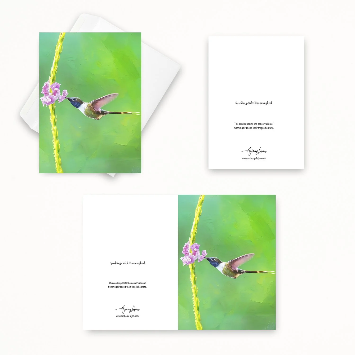 Sparkling-tailed Hummingbird 02.jpg