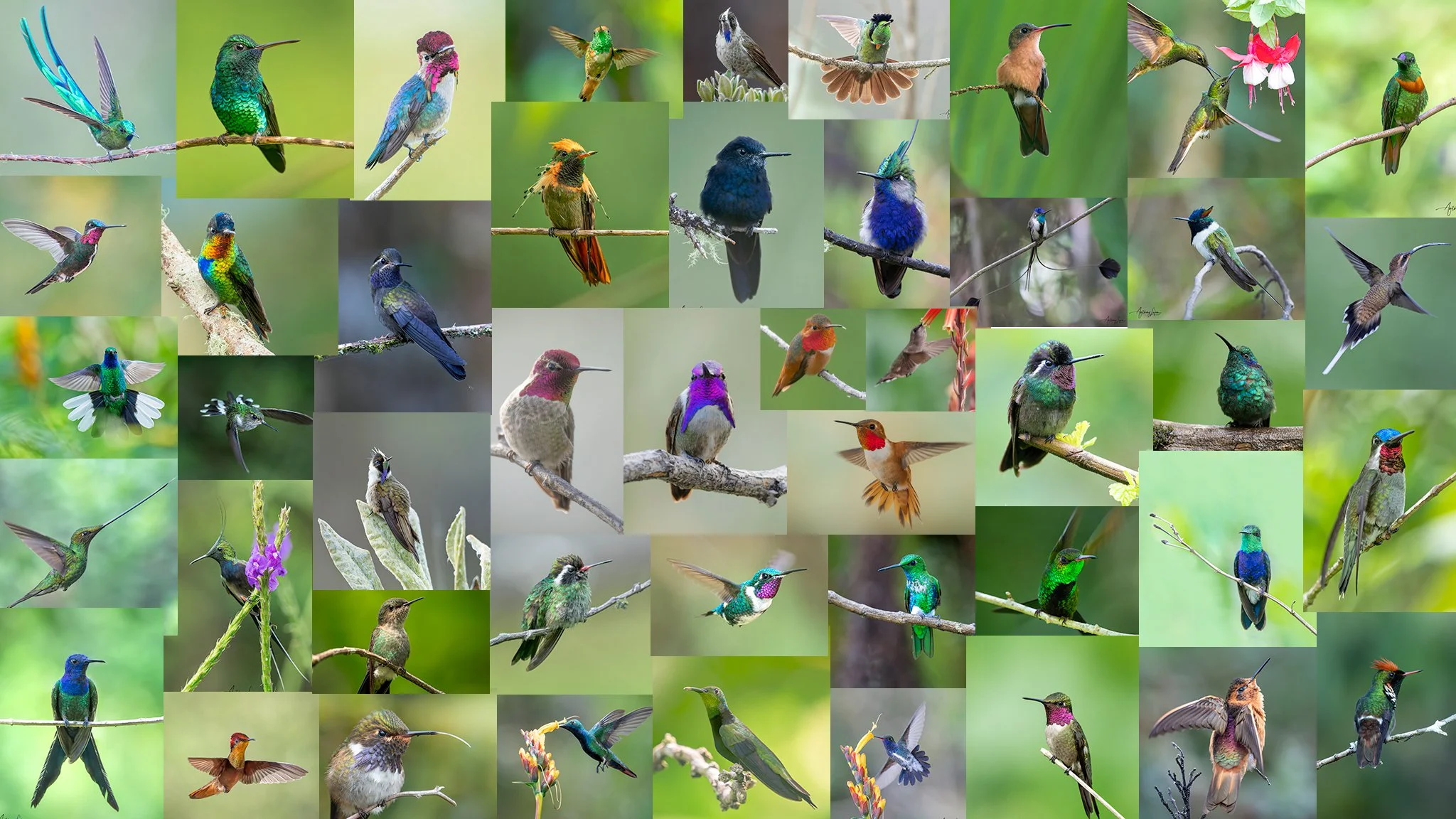 A collage of various species of hummingbirds perched on branches and flowers, displaying vibrant colors and different postures.