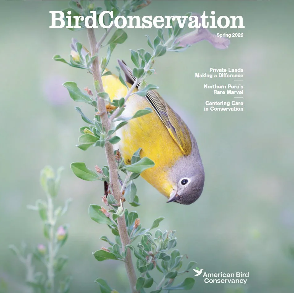 Bird Conservation Spring 2026