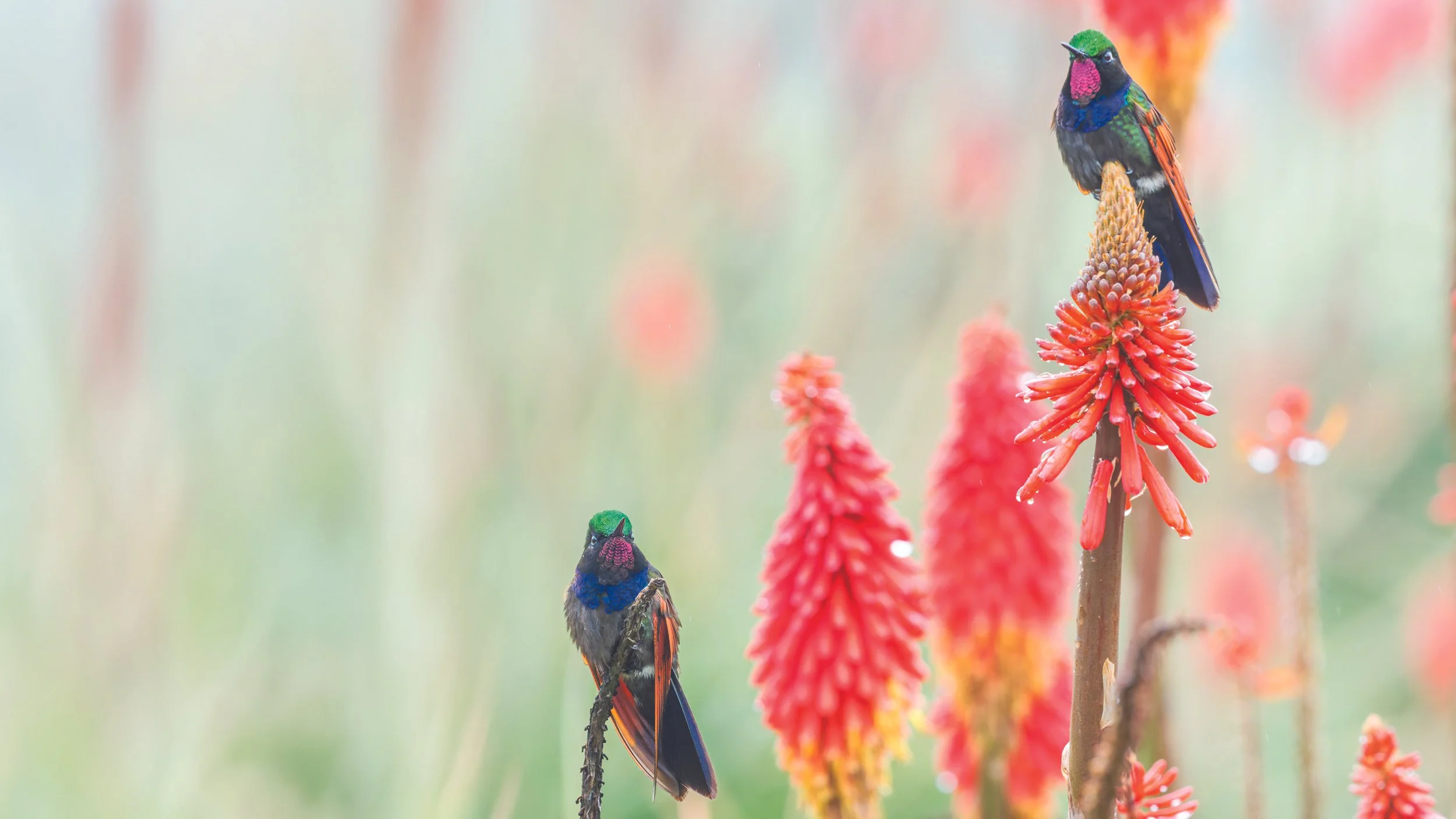 Two colorful hummingbirds perched on tall red spike flowers, with a soft focus background in light pastel hues.