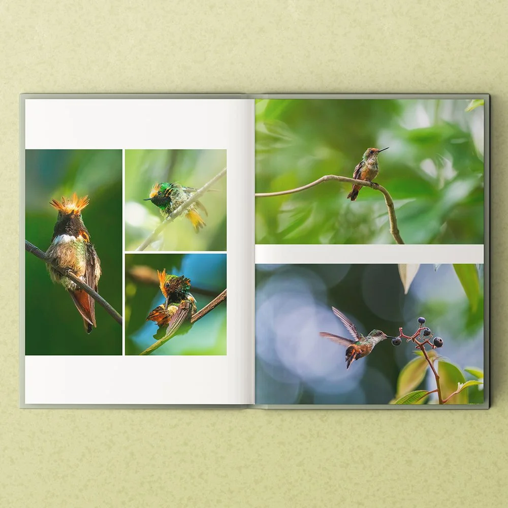 Endangered Hummingbirds-  SQ website 04.jpg