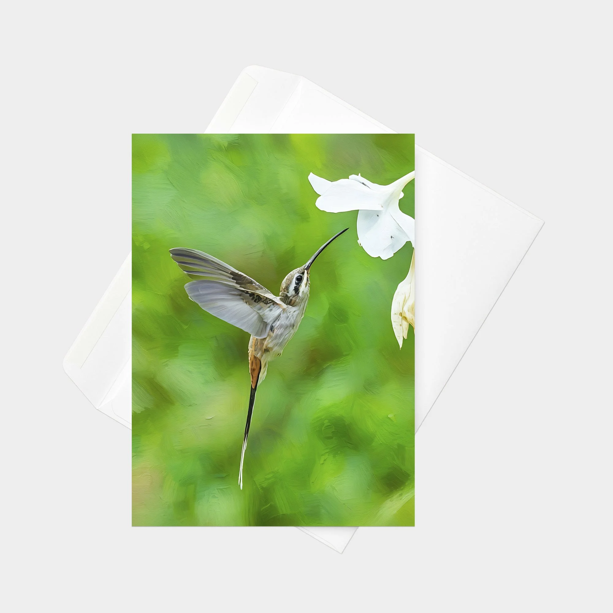 Sooty-capped Hermit 01.jpg