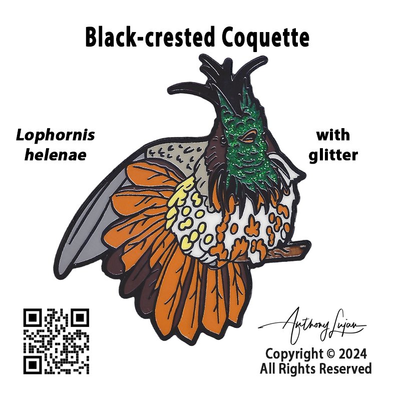 Black-crested Coquette GLITTER Pin Backerboard.jpg