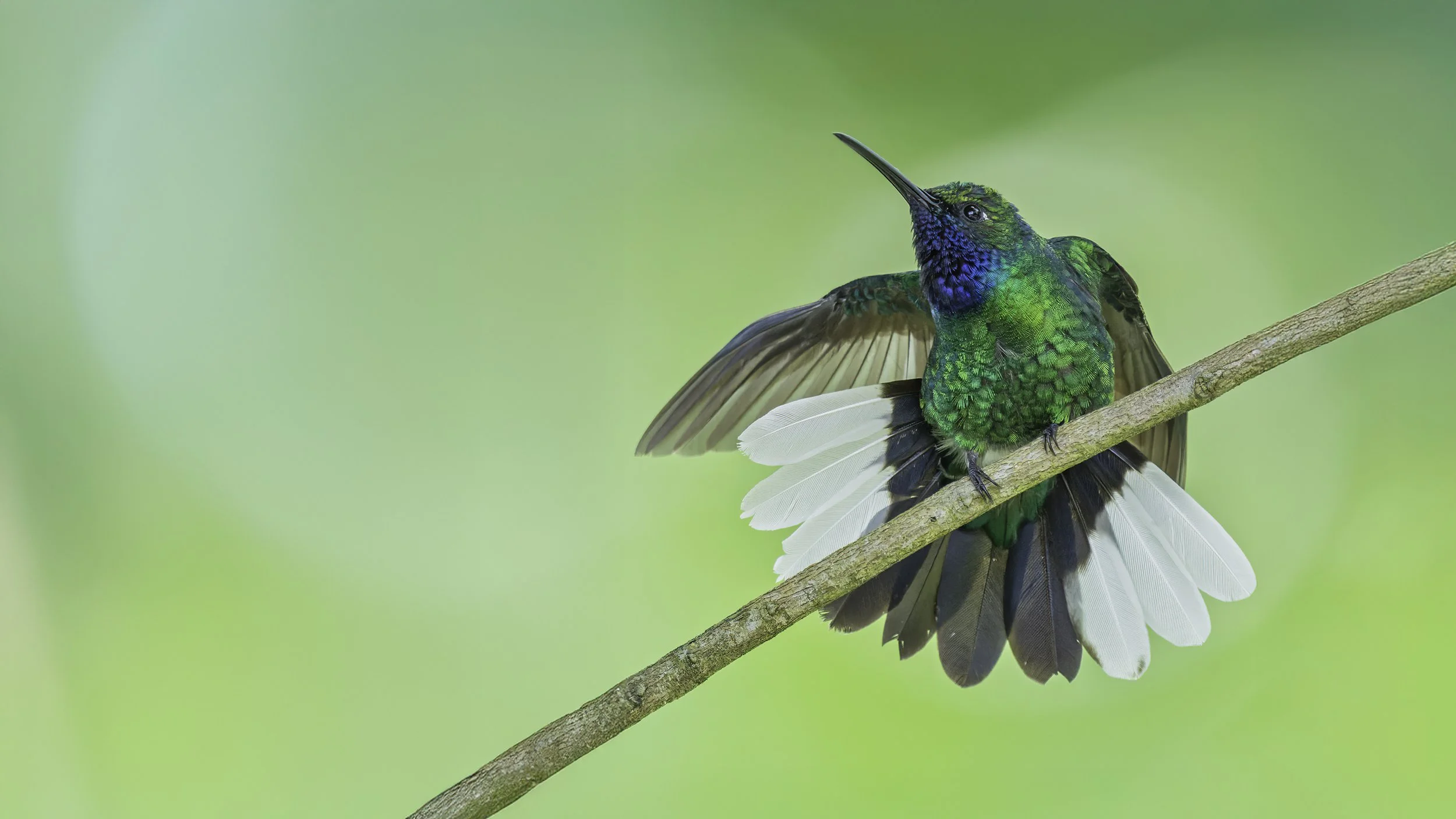 Colorful hummingbird perched on a slender branch with its wings partially spread, displaying iridescent green and blue feathers against a soft green background.