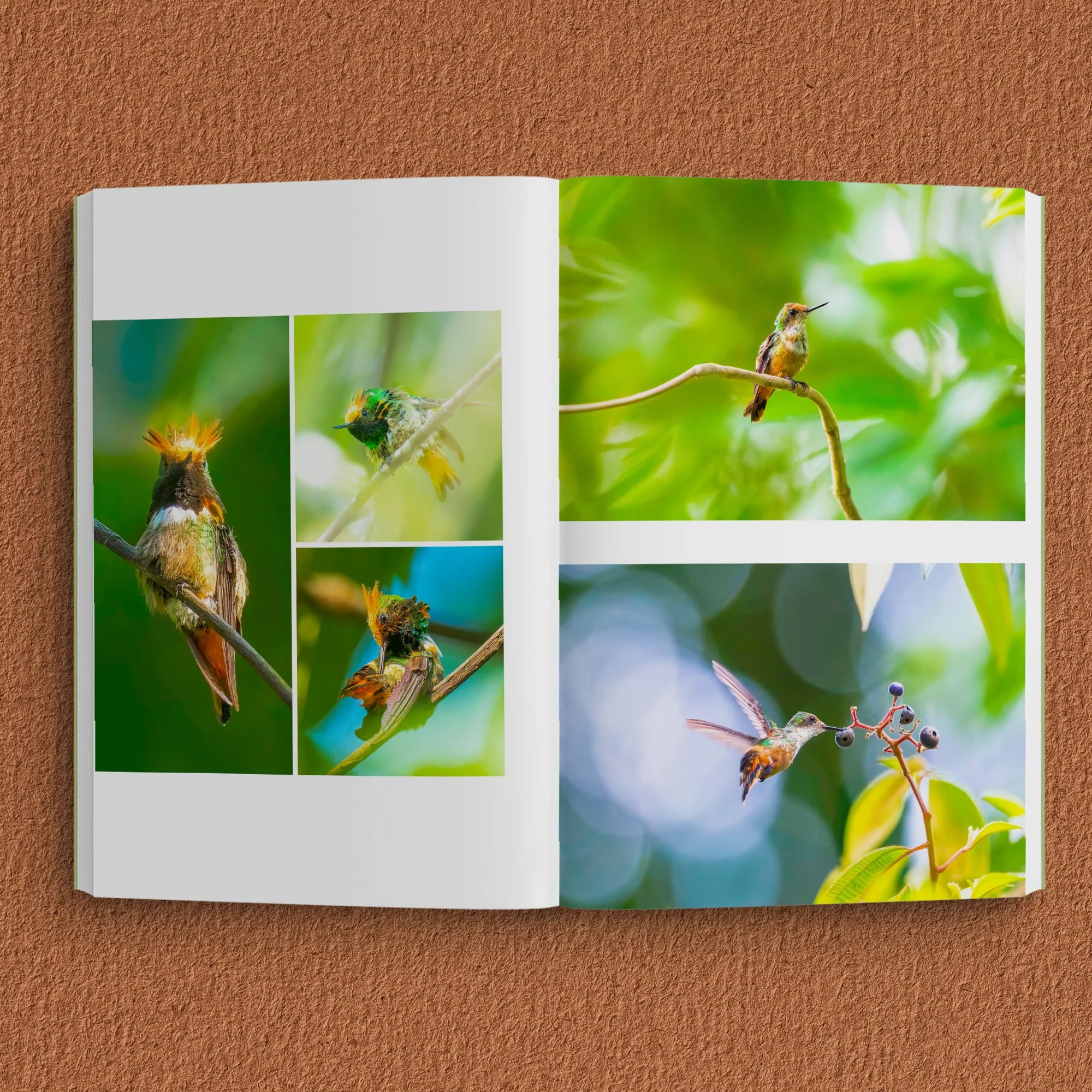 Endangered Hummingbirds-  SQ inside 04.jpg