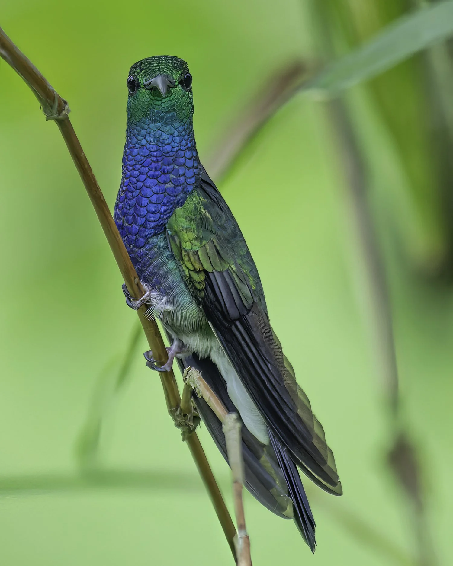 DSC0420 Green-backed Hillstar .jpg