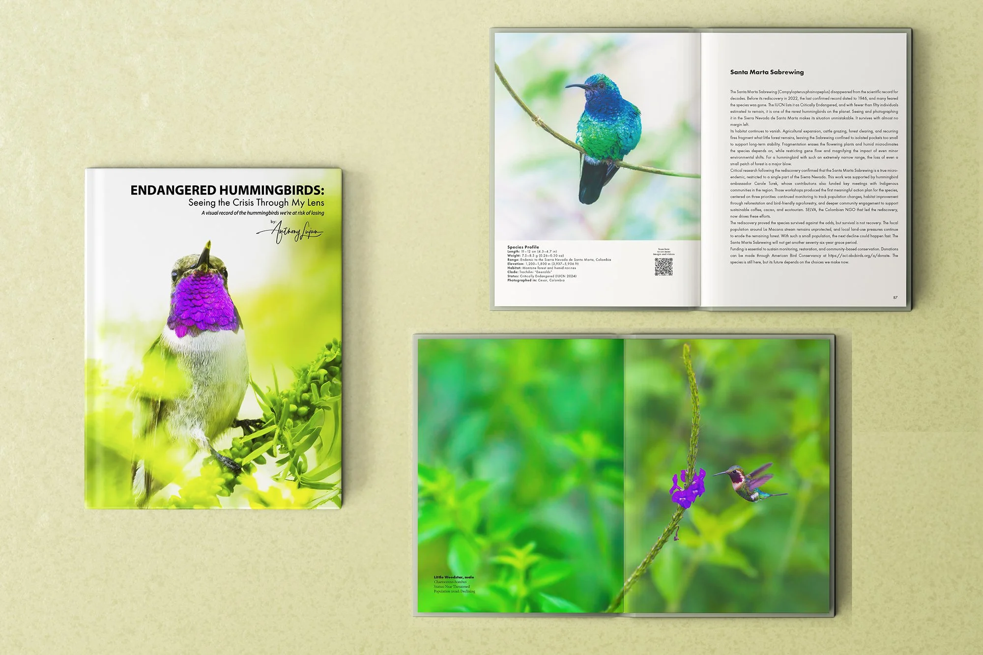 Endangered Hummingbirds - by Anthony Lujan 2.jpg