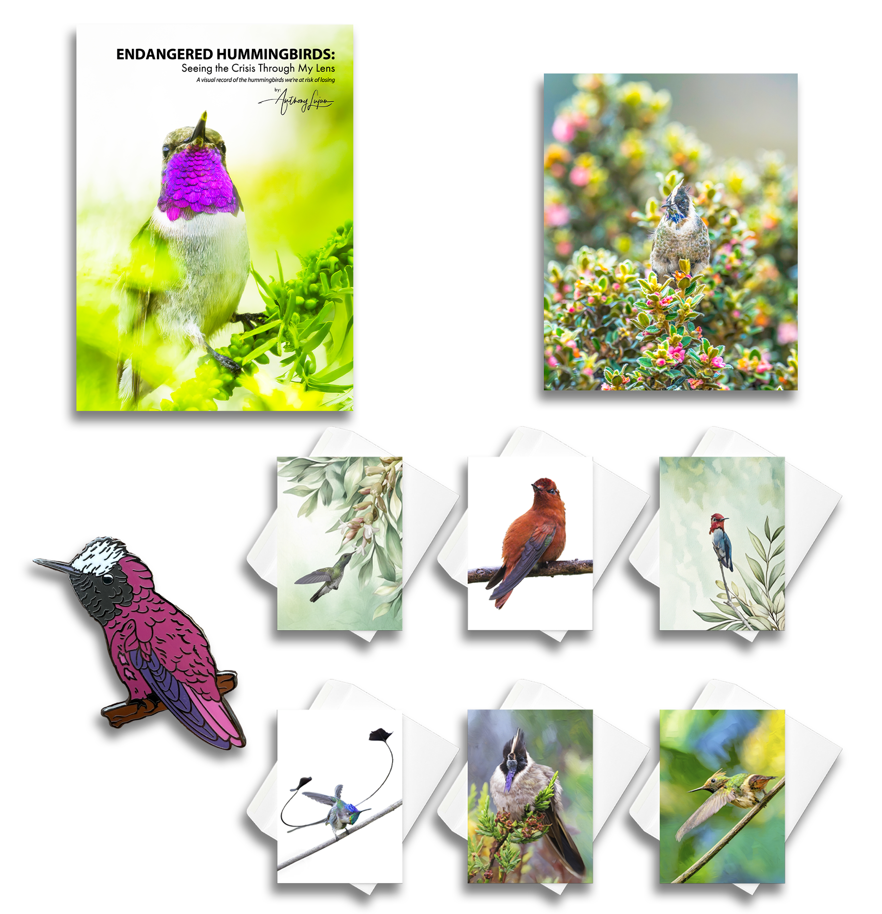 Collection of images of hummingbirds and their related cards, including a book cover titled 'Endangered Hummingbirds: Seeing the Crisis Through My Lens' and photographs of various hummingbirds among flowers and branches.
