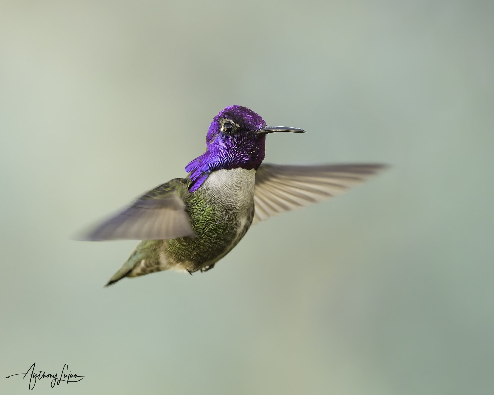 How Costa’s Hummingbirds Create the Sound of Their Courtship Dive