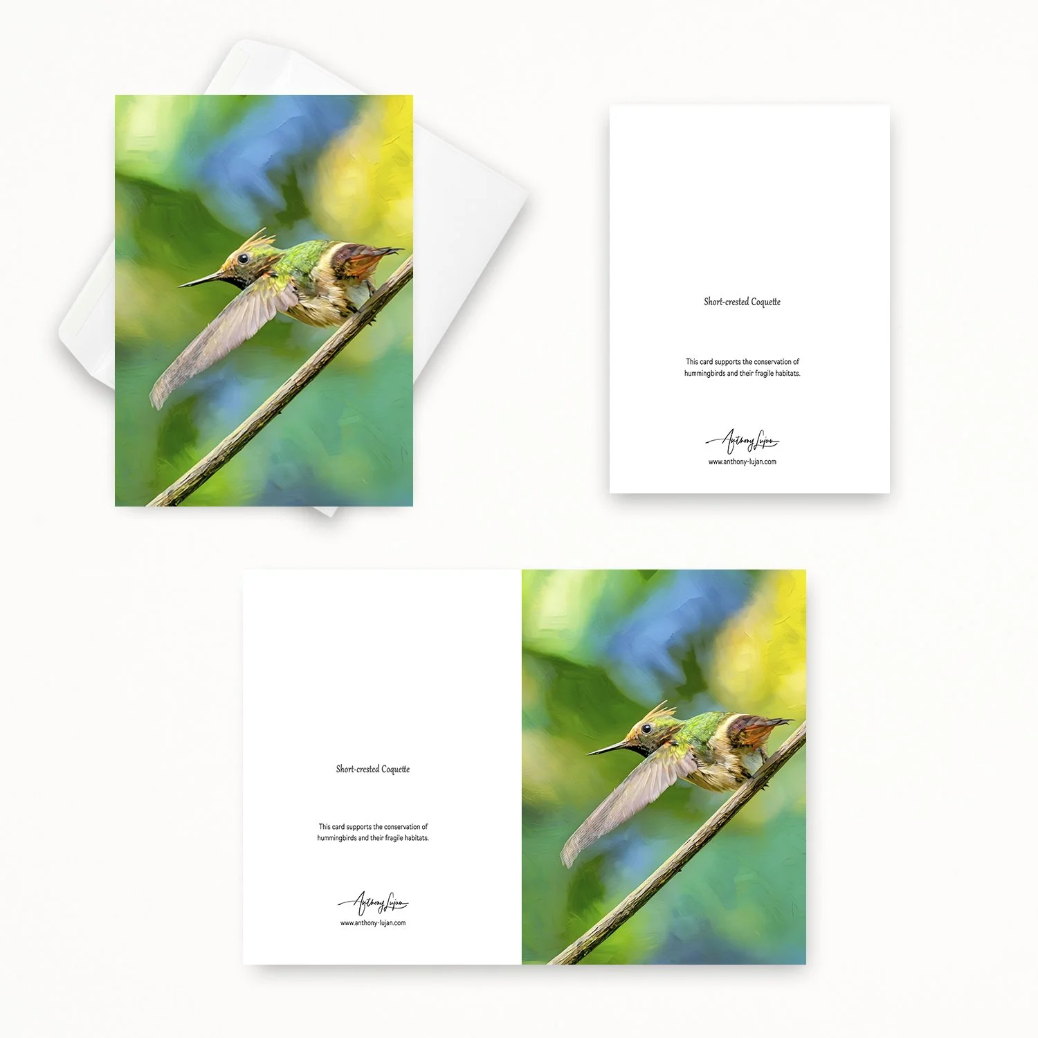 Short-crested Coquette 02.jpg