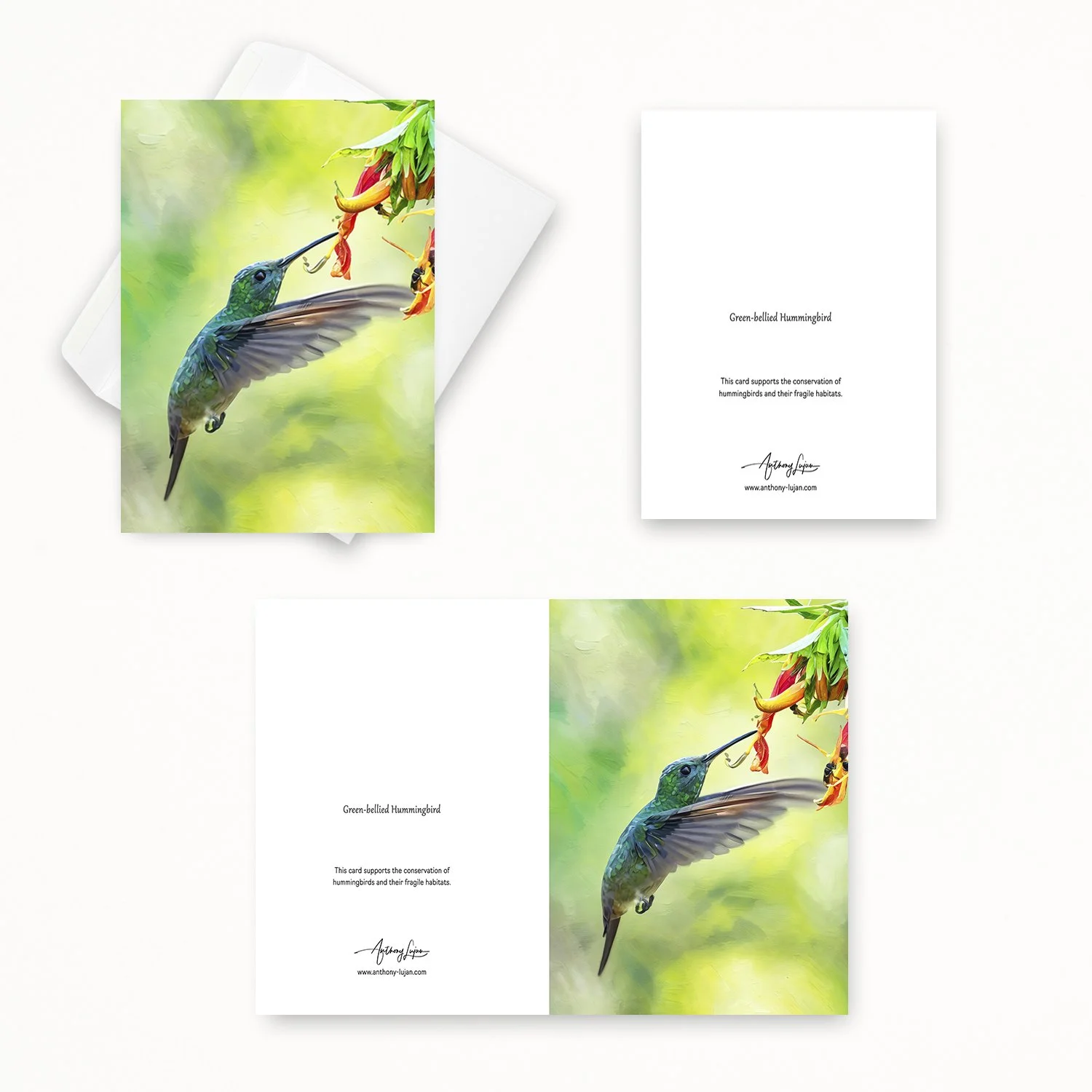 Green-bellied Hummingbird 02.jpg