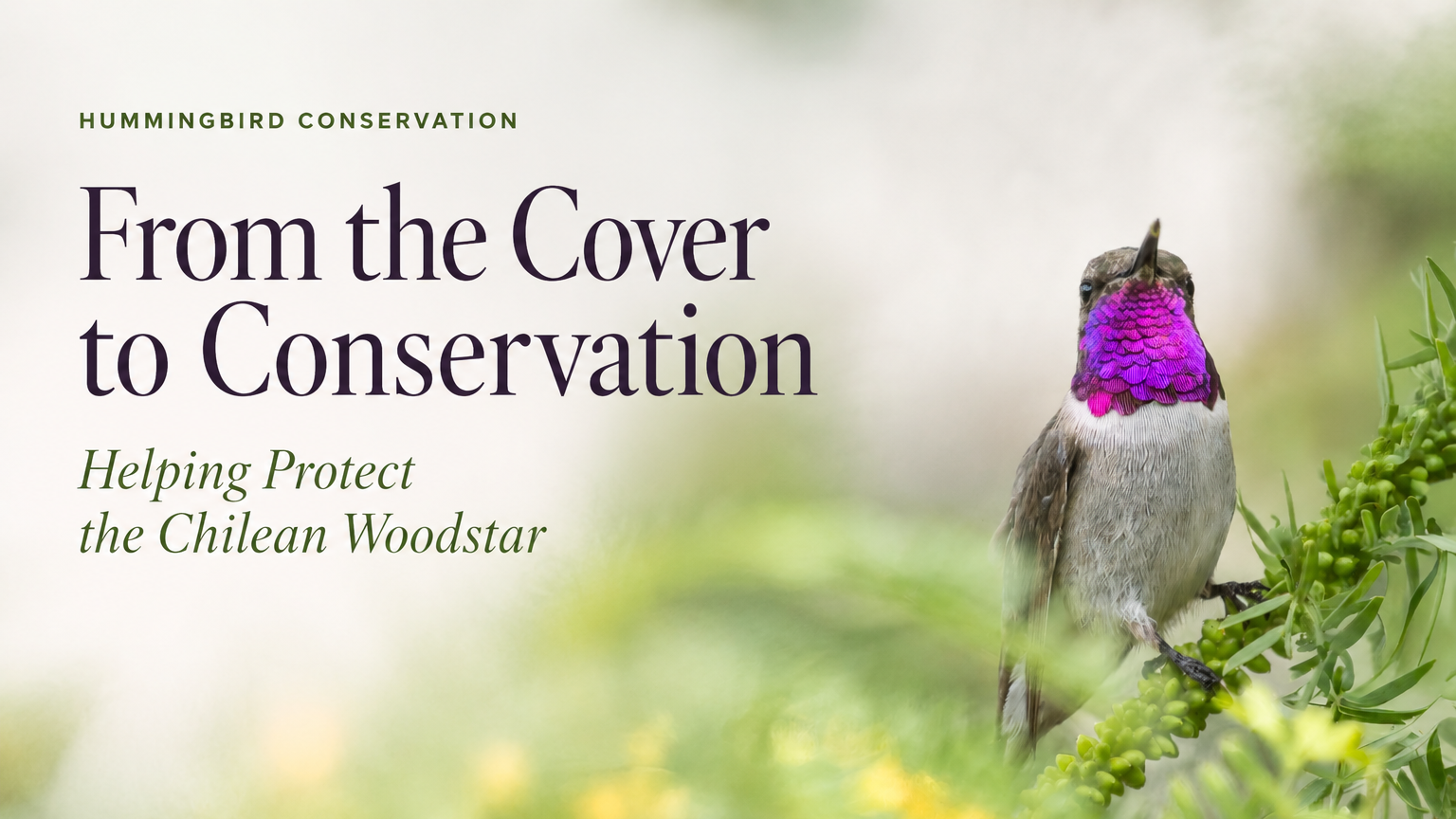 From the Cover to Conservation: Helping Protect the Chilean Woodstar
