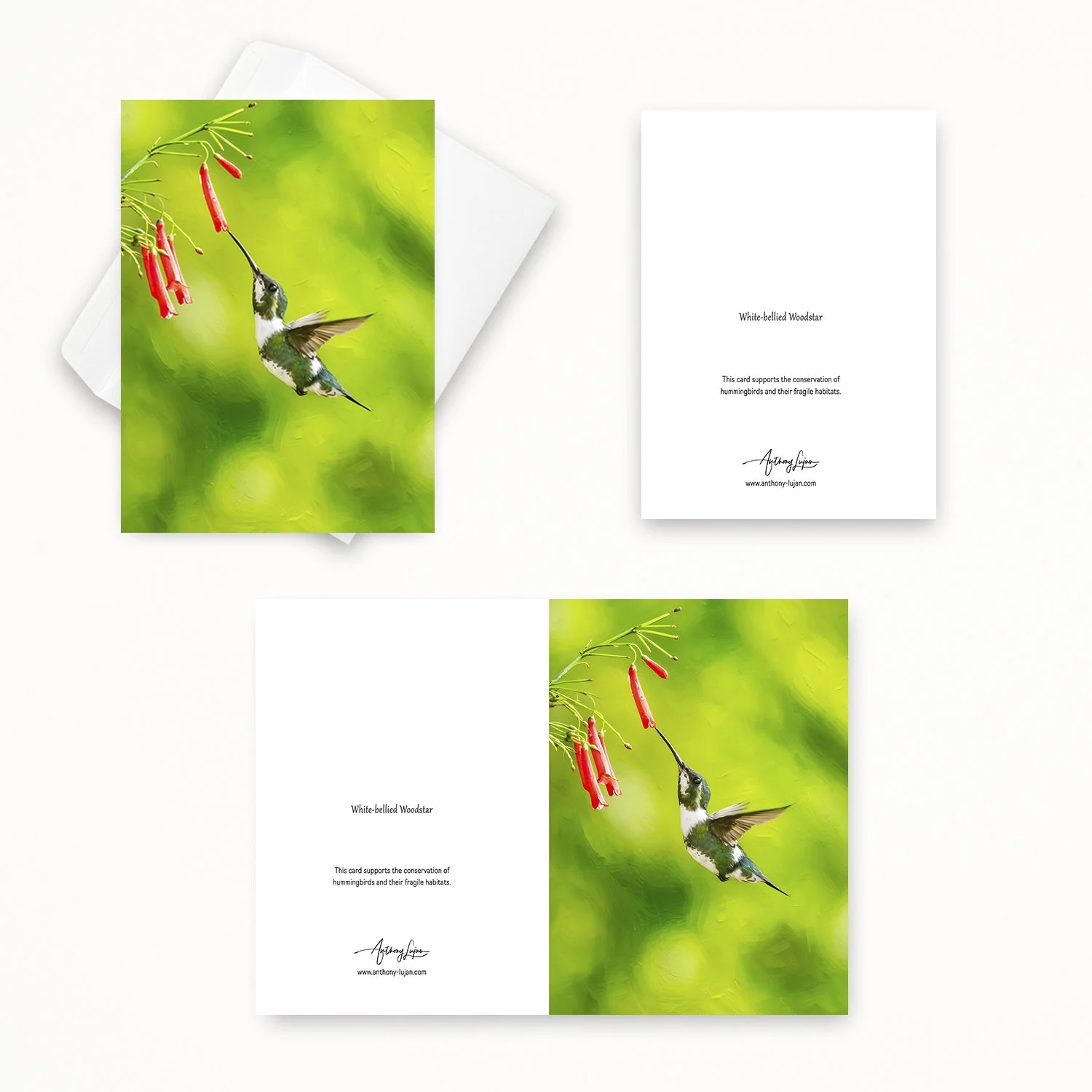 White-bellied Woodstar 02.jpg