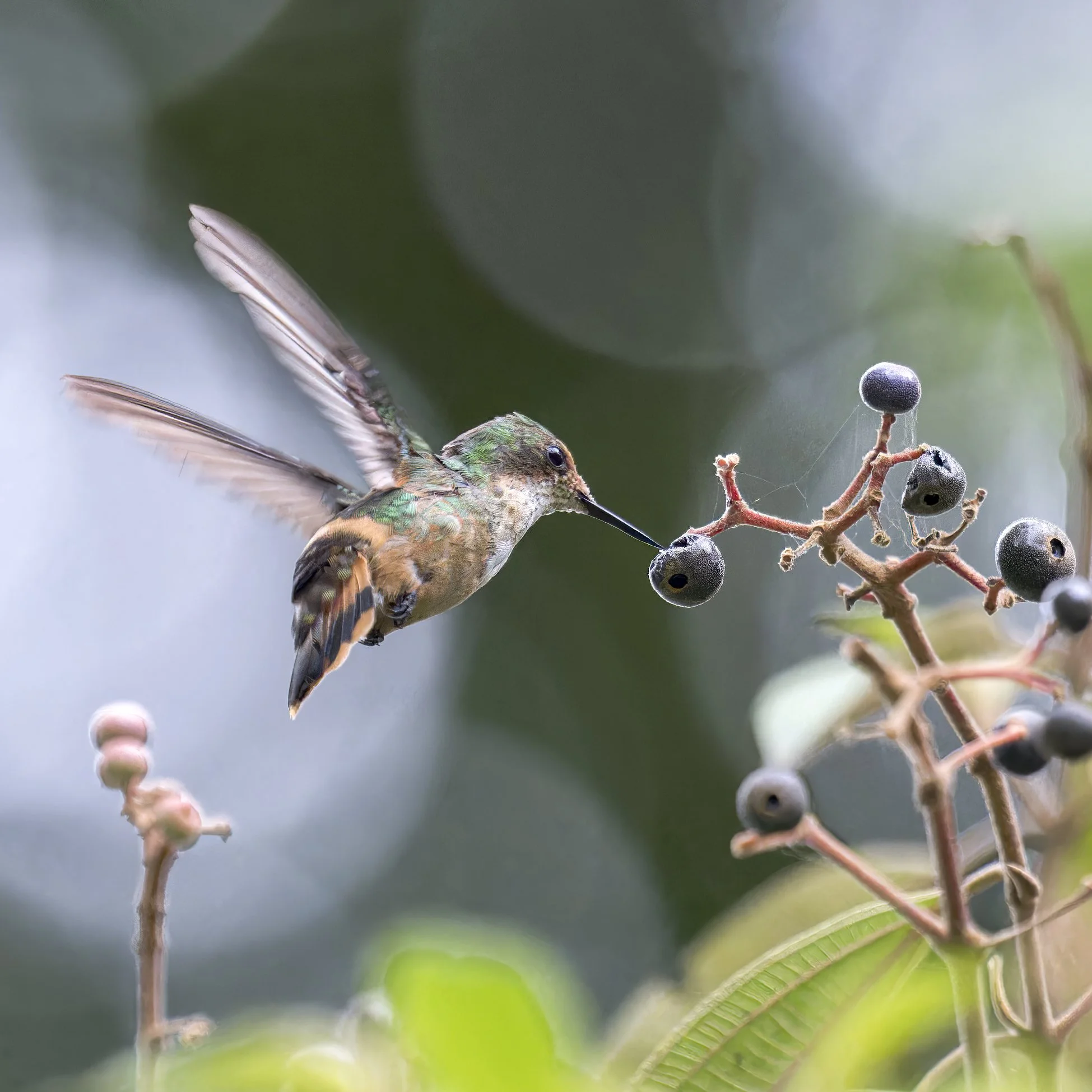 Frugivorous Behavior by Hummingbirds - Scientific Research