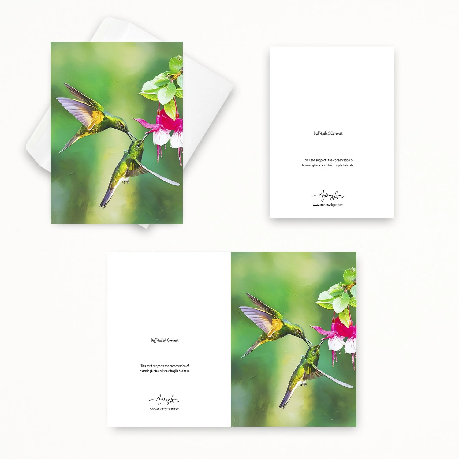 Buff-tailed Coronet 22.jpg
