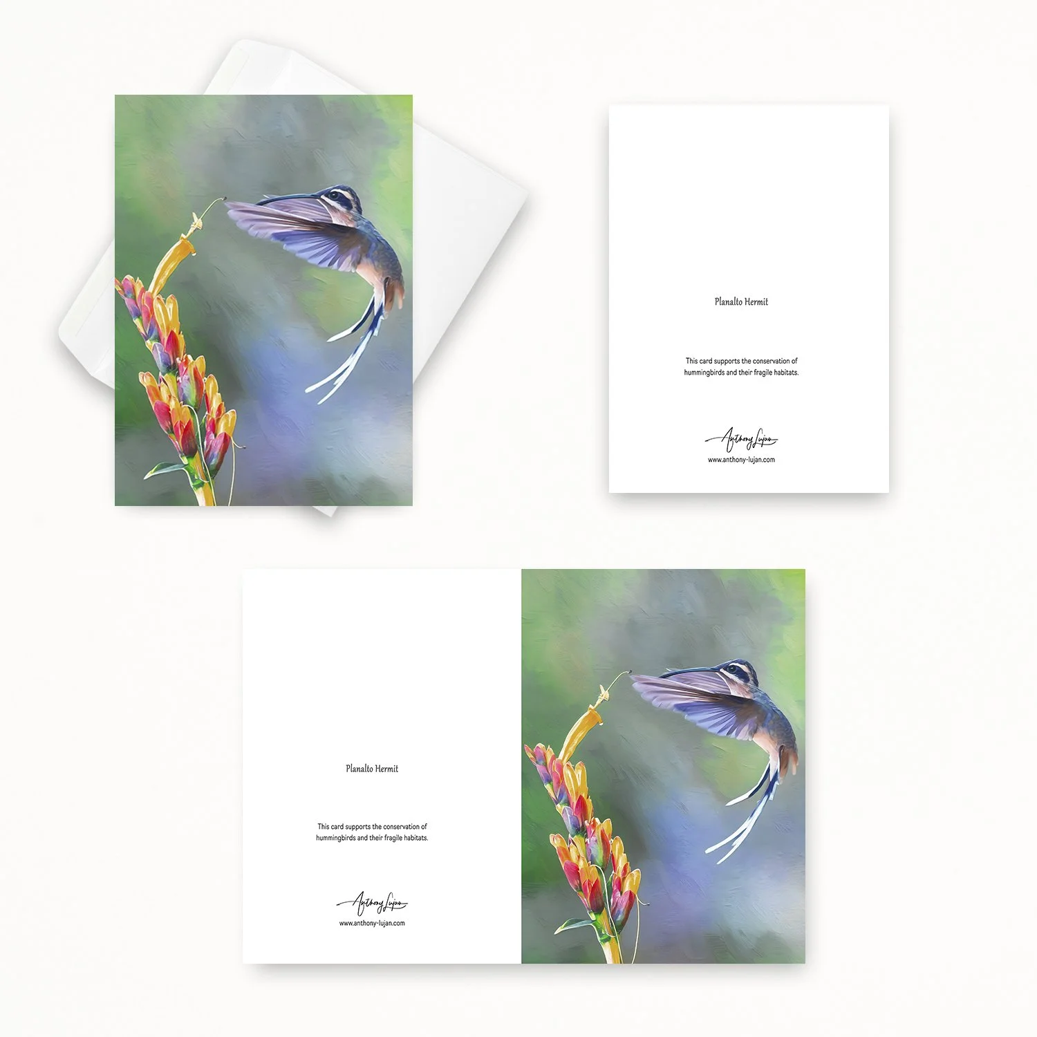 Planalto Hermit 22.jpg