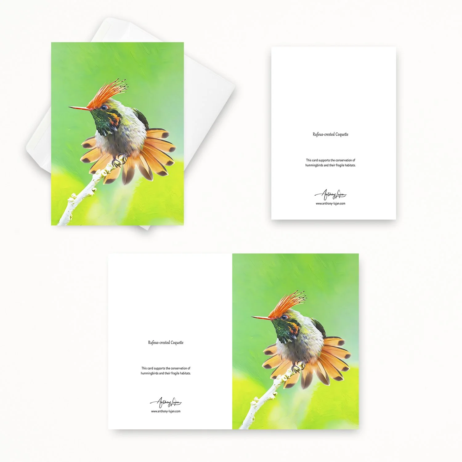 Rufous-crested Coquette 02.jpg
