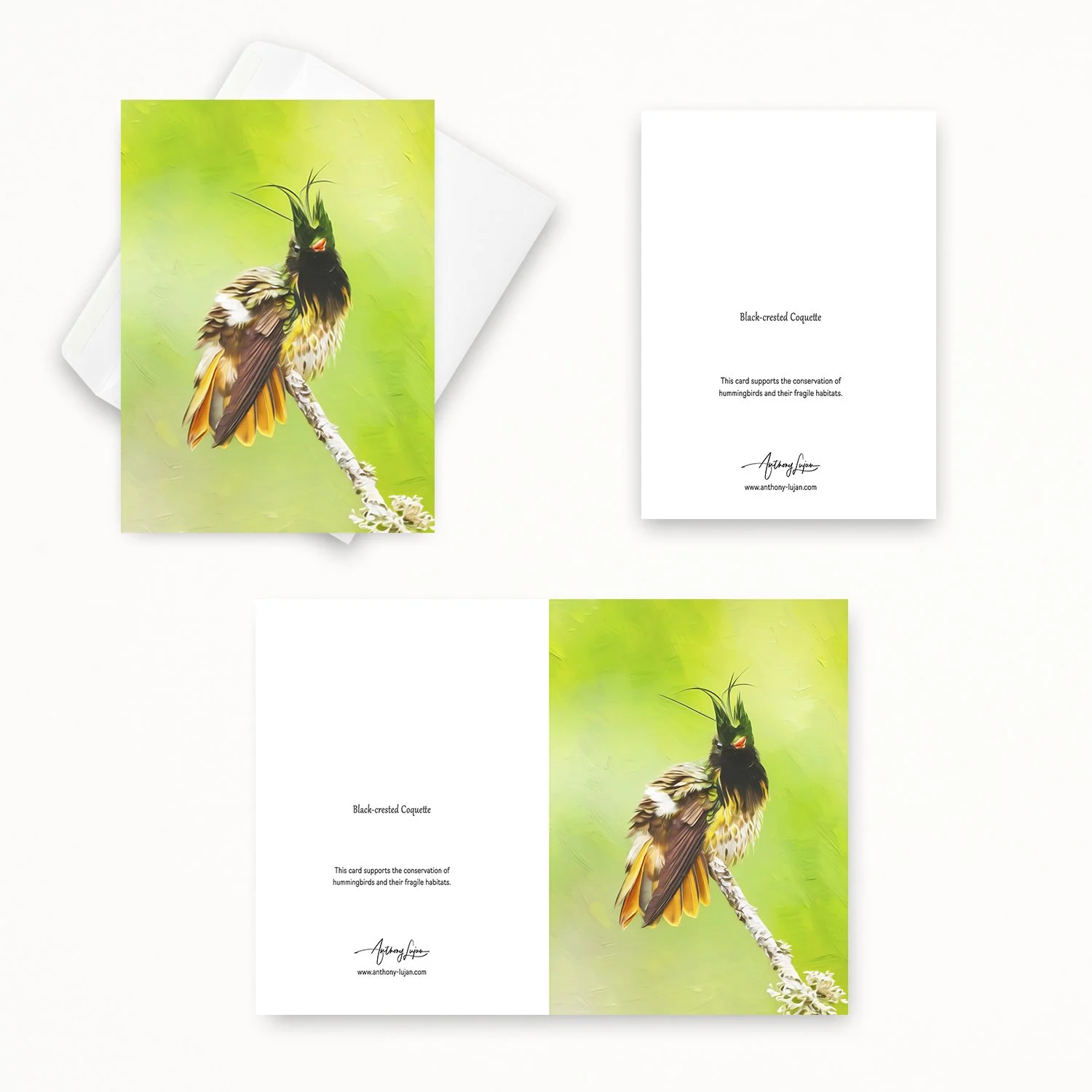 Black-crested Coquette 02.jpg