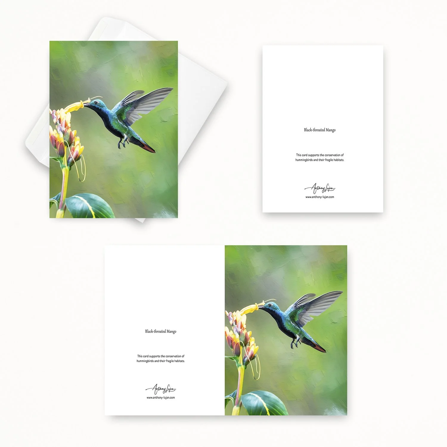Black-throated Mango 02.jpg