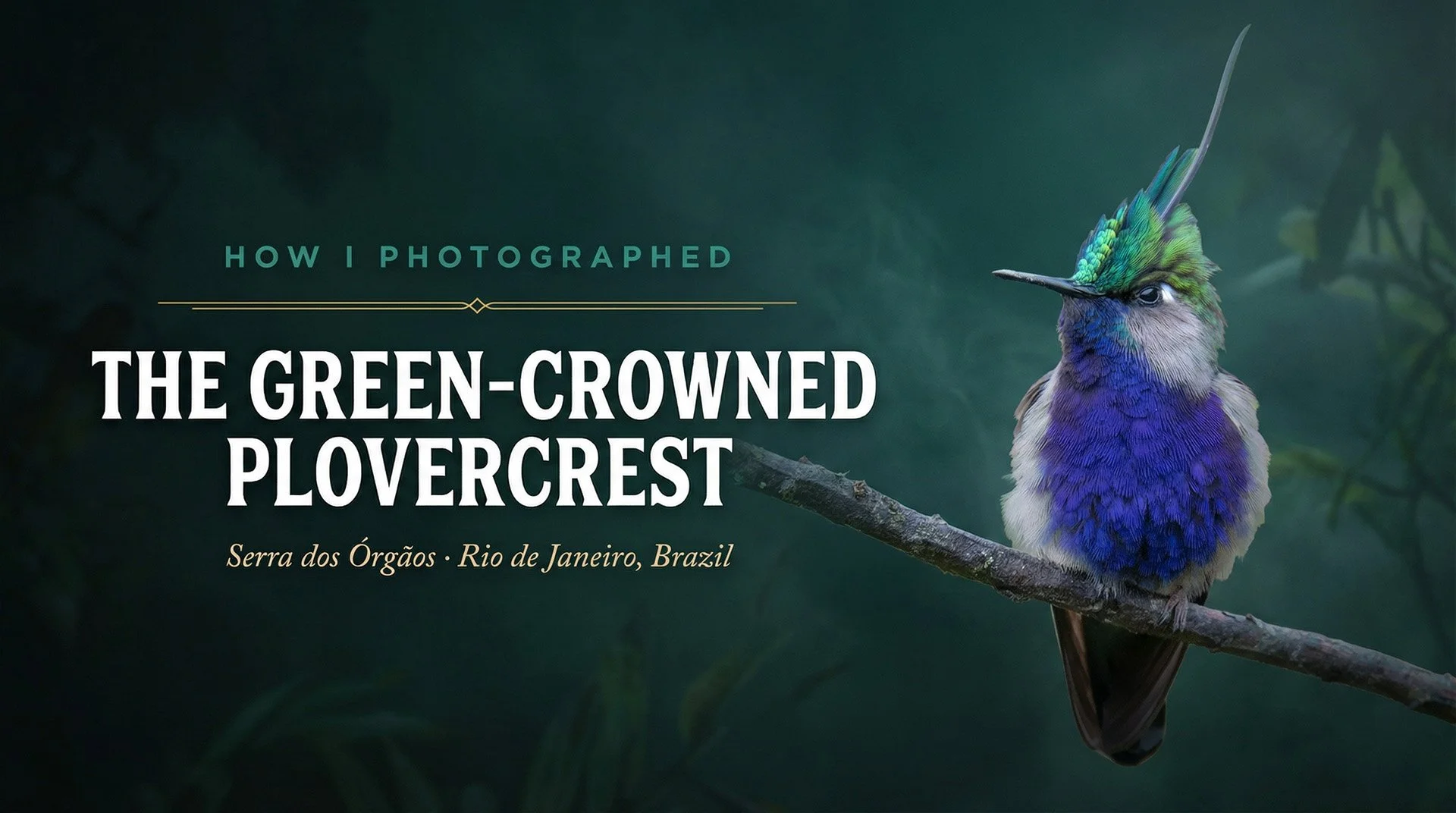 How I Photographed the Green-crowned Plovercrest