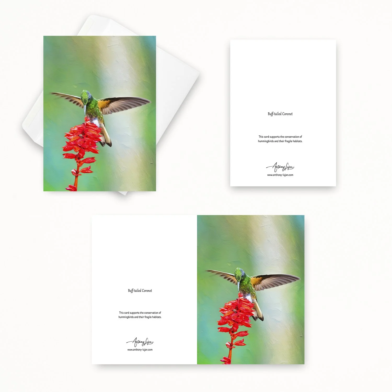 Buff-tailed Coronet 02.jpg