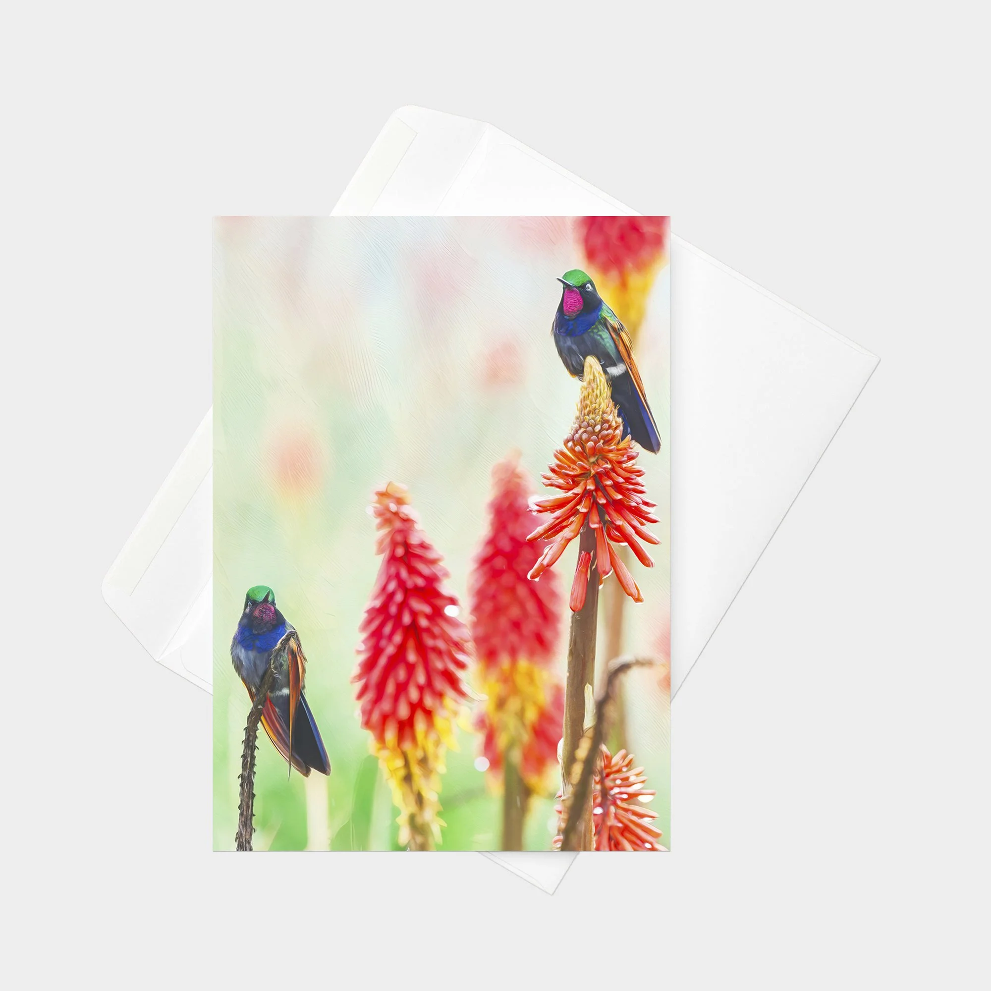 Garnet-throated Hummingbird 21.jpg