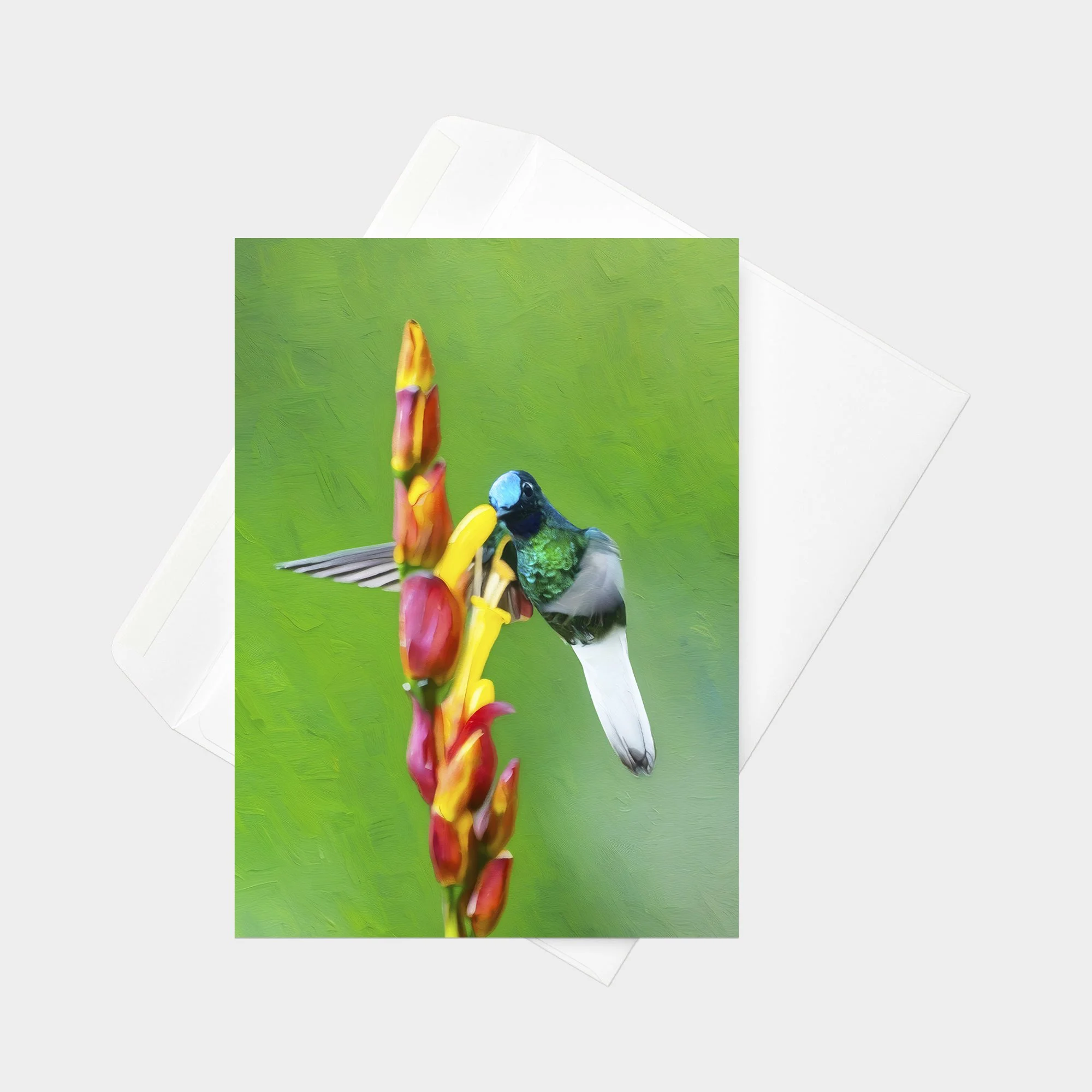 White-tailed starfrontlet 01.jpg