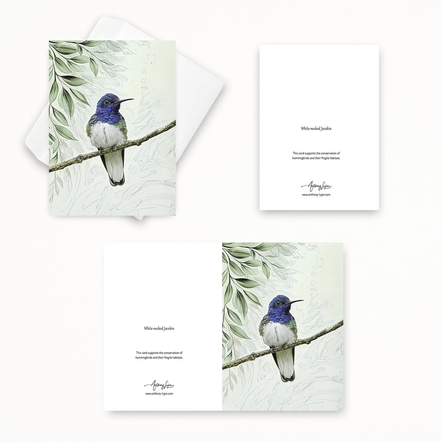 White-necked Jacobin 00-2.jpg