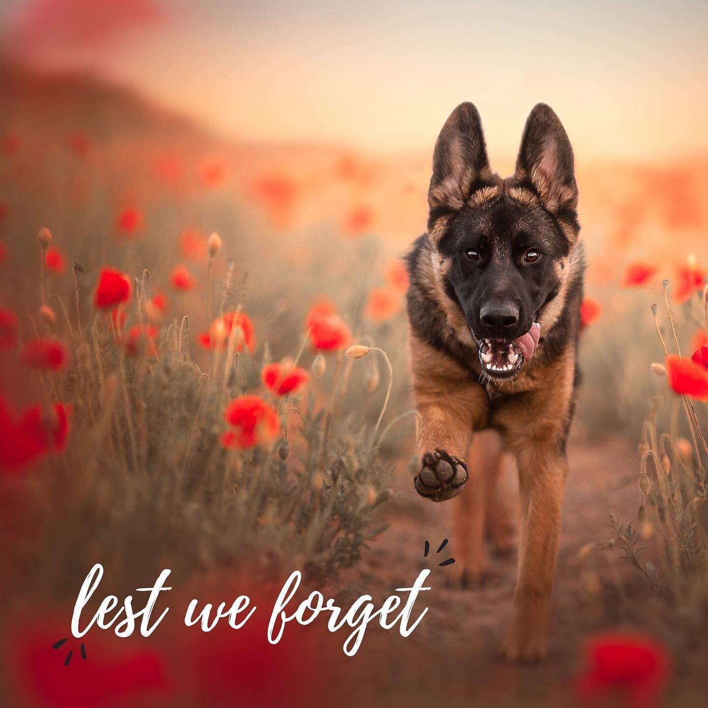 Lest we forget&hellip; May we also pay tribute to the animals lost in service and to those who continue to serve today.